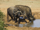 Cape Buffalo, Syncerus Caffer, at Water, Addo Elephant National Park, South Africa, Africa
