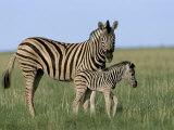 Burchell's (Plains) Zebra and Newborn Foal (Equus Burchelli), Etosha National Park, Namibia, Africa