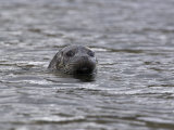 Common (Harbour) Seal, Phoca Vitulina, Wester Ross, Scotland, United Kingdom