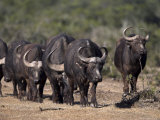 Cape Buffalo, Syncerus Caffer, Addo Elephant National Park, South Africa, Africa