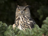 European Eagle Owl, Bubo Bubo, Female, Captive, World Owl Trust, Muncaster Castle, Cumbria