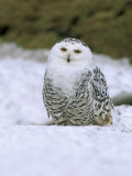Captive Snowy Owl (Nictea Scandiaca)