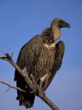 Whitebacked Vulture (Gyps Africanus), Etosha National Park, Namibia, Africa