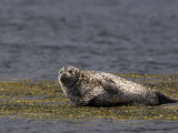 Common (Harbour) Seal, Phoca Vitulina, Wester Ross, Scotland, United Kingdom