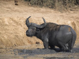 Cape Buffalo, Syncerus Caffer, Mud-Bathing, Addo Elephant National Park, South Africa, Africa