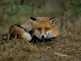 Captive Red Fox (Vulpes Vulpes), United Kingdom