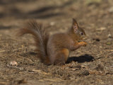 Red Squirrel, Sciurus Vulgaris, Formby, Liverpool, England, United Kingdom