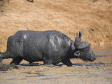 Cape Buffalo, Syncerus Caffer, Mud-Bathing, Addo Elephant National Park, South Africa, Africa