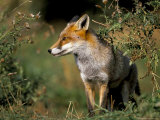 Captive Red Fox (Vulpes Vulpes), United Kingdom