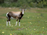 Bontebok (Damaliscus Dorcas Dorcas), De Hoop Reserve, South Africa, Africa