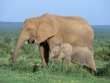 African Elephant (Loxodonta Africana) with Calf, Addo National Park, South Africa, Africa