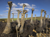 Ostriches, Struthio Camelus, on Ostrich Farm, Western Cape, South Africa, Africa