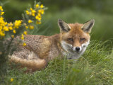Red Fox, Vulpes Vulpes, Captive, United Kingdom