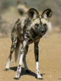 Wild Dog (Lycaon Pictus) in Captivity, Namibia, Africa