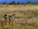 Meerkats (Suricates) (Suricata Suricatta), Addo National Park, South Africa, Africa