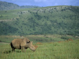 White Rhino (Ceratotherium Simum), Itala Game Reserve, Kwazulu Natal, South Africa, Africa