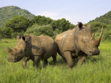 White Rhino, with Calf in Pilanesberg Game Reserve, South Africa