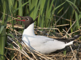 Blackheaded Gull, Larus Ridibundus, on Nest, Leighton Moss R.S.P.B. Reserve, England