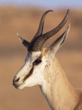 Buy Male Springbok (Antidorcas Marsupialis), Kalahari Gemsbok National Park, South Africa, Africa at AllPosters.com