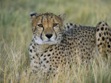 Captive Cheetah (Acinonyx Jubatus), Namibia, Africa