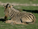 Foal of Burchell's (Plains) Zebra (Equus Burchelli), Etosha National Park, Namibia, Africa