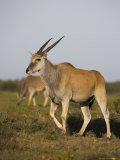Buy Eland, Taurotragus Oryx, De Hoop Nature Reserve, Western Cape, South Africa, Africa at AllPosters.com