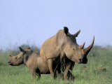 White Rhino (Ceratherium Simum) with Calf, Itala Game Reserve, South Africa, Africa