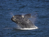 Southern Right Whale, Eubalaena Australis, Hermanus, South Africa, Africa