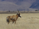 Buy Blesbok, Damaliscus Dorcas Phillipsi, Mountain Zebra National Park, South Africa, Africa at AllPosters.com