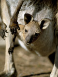 Eastern Grey Kangaroo (Macropus Giganteus) Joey in Pouch, New South Wales, Australia