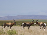 Bontebok, Damaliscus Dorcas, Bontebok National Park, South Africa, Africa