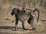 Chacma Baboon Carrying Young, Hluhluwe and Umfolozi Game Reserves, South Africa