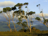 Eucalyptus Trees in Evening Light, Wilson's Promontory National Park, Victoria, Australia