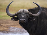 Cape Buffalo, Syncerus Caffer, Addo Elephant National Park, South Africa, Africa