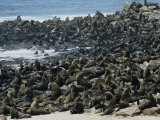 Breeding Colony of Cape Fur Seals (Arctocephalus Pusillus), Cape Cross, Skeleton Coast, Namibia