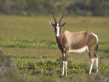 Buy Bontebok, Damaliscus Dorcas, Bontebok National Park, South Africa, Africa at AllPosters.com