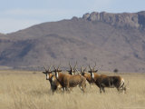 Buy Blesbok, Damaliscus Dorcas Phillipsi, Mountain Zebra National Park, South Africa, Africa at AllPosters.com