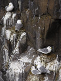Kittiwakes on Nest, Larus Tridactyla, Isle of May, Fife, Scotland, United Kingdom