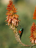 Greater Doublecollared Sunbird (Nectarinia Afra), Giant's Castle, South Africa, Africa