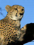Captive Cheetah (Acinonyx Jubatus) in a Tree, Namibia, Africa