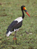 Female Saddlebilled Stork (Ephippiorhynchus Senegalensis), Kruger Park, South Africa, Africa