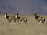 Buy Blesbok, Damaliscus Dorcas Phillipsi, Mountain Zebra National Park, South Africa, Africa at AllPosters.com