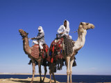 Bedouin and Camels, Sinai, Egypt, North Africa, Africa