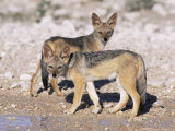 Buy Young Blackbacked Jackals (Canis Mesomelas), Etosha National Park, Namibia, Africa at AllPosters.com