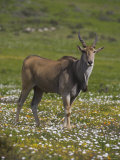 Eland, Taurotragus Oryx, De Hoop Nature Reserve, Western Cape, South Africa, Africa