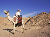 Bedouin and Camel, Sinai, Egypt, North Africa, Africa