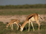 Buy Springbokwith Lamb (Antidorcas Marsupialis), Etosha National Park, Namibia, Africa at AllPosters.com