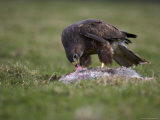 Buzzard Eating Rabbit, Buteo Buteo, Captive, United Kingdom