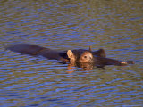 Buy Common Hippopotamus (Hippopotamus Amphibius), Kruger National Park, South Africa, Africa at AllPosters.com