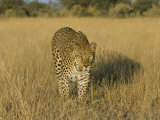 Male Leopard (Panthera Pardus) in Captivity, Namibia, Africa